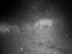 Sus scrofa leucomystax