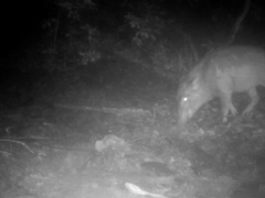 Sus scrofa leucomystax