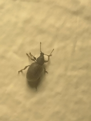 Otiorhynchus rugosostriatus