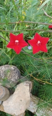 Ipomoea quamoclit