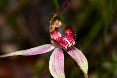 Caladenia fulva