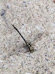 Stylurus spiniceps