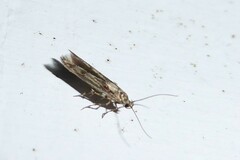 Stathmopoda plumbiflua