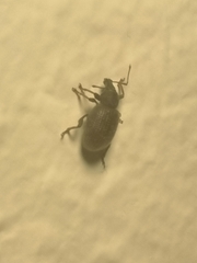 Otiorhynchus rugosostriatus