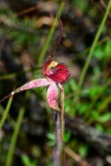 Caladenia fulva