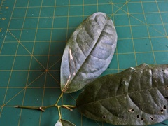 Pycnarrhena novoguineensis