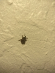 Otiorhynchus rugosostriatus