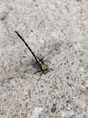 Stylurus spiniceps