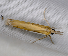 Crambus