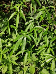 Tarenna mollissima