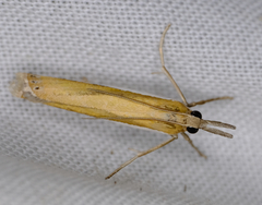 Crambus