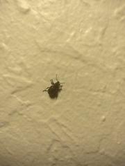 Otiorhynchus rugosostriatus