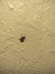 Otiorhynchus rugosostriatus