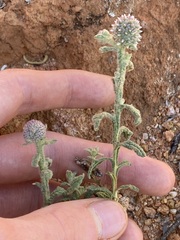Pterocaulon sphacelatum