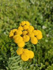 Tanacetum vulgare boreale