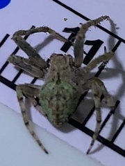 Eustala anastera