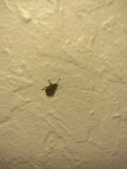 Otiorhynchus rugosostriatus