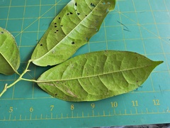 Pycnarrhena novoguineensis