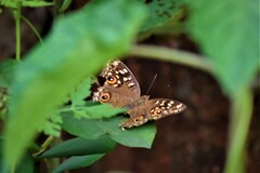 Junonia lemonias