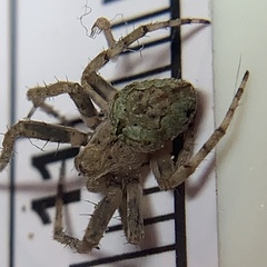 Eustala anastera