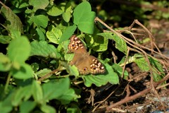 Junonia lemonias