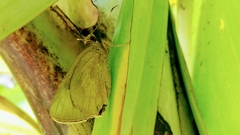 Erionota thrax