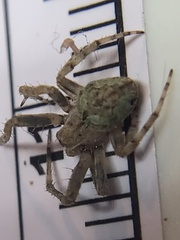 Eustala anastera