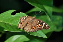 Junonia lemonias
