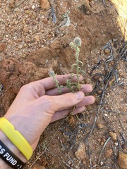 Pterocaulon sphacelatum
