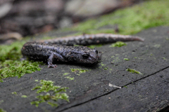 Pseudoeurycea leprosa