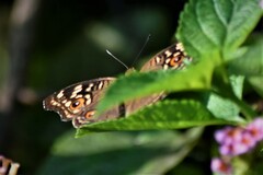 Junonia lemonias