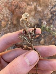 Pterocaulon sphacelatum