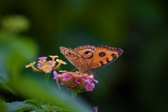 Junonia almana almana