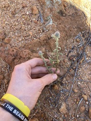 Pterocaulon sphacelatum