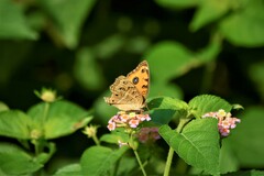 Junonia almana almana