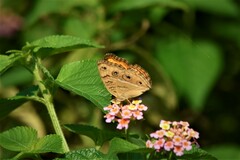 Junonia almana almana
