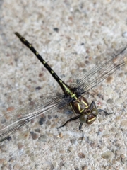 Stylurus spiniceps