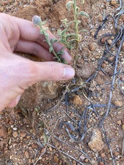 Pterocaulon sphacelatum