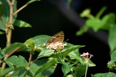 Junonia almana almana