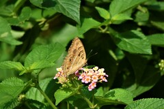 Junonia almana almana