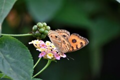 Junonia almana