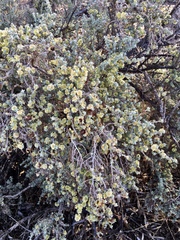 Maireana pyramidata