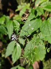 Thalictrum dioicum