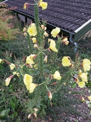 Oenothera glazioviana