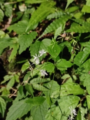 Thalictrum dioicum