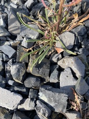 Erysimum pallasii