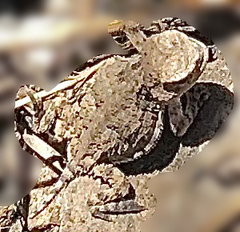 Phrynosoma hernandesi