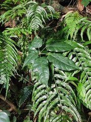 Heptapleurum heptaphyllum