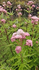 Eupatorium formosanum