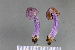 Cortinarius diaphorus